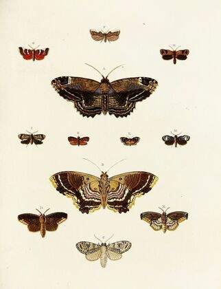Foreign butterflies occurring in the three continents Asia, Africa and America Pl.189