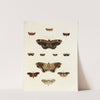 Foreign butterflies occurring in the three continents Asia, Africa and America Pl.189 (1779-1782) by Pieter Cramer