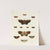Foreign butterflies occurring in the three continents Asia, Africa and America Pl.189 (1779-1782) by Pieter Cramer