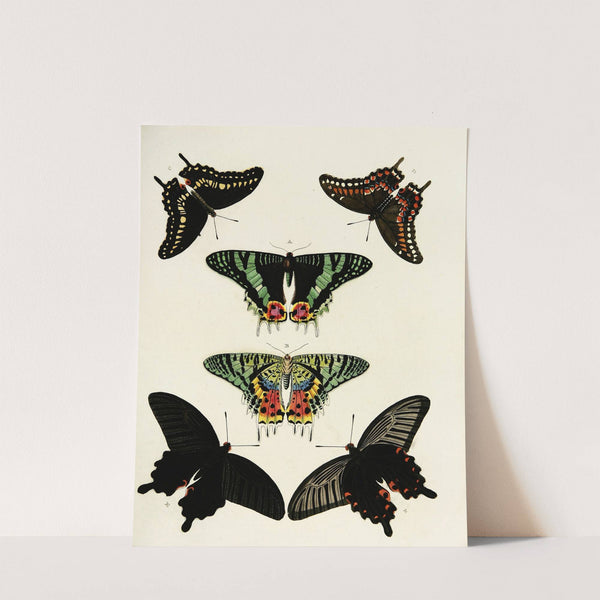 Foreign butterflies occurring in the three continents Asia, Africa and America Pl.190 (1779-1782) by Pieter Cramer