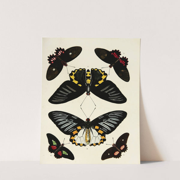 Foreign butterflies occurring in the three continents Asia, Africa and America Pl.191 (1779-1782) by Pieter Cramer