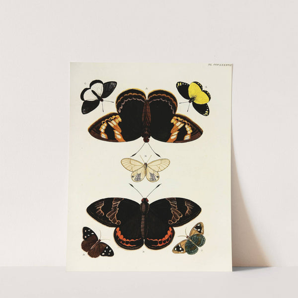 Foreign butterflies occurring in the three continents Asia, Africa and America Pl.192 (1779-1782) by Pieter Cramer