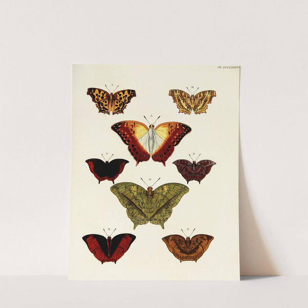 Foreign butterflies occurring in the three continents Asia, Africa and America Pl.193 (1779-1782) by Pieter Cramer