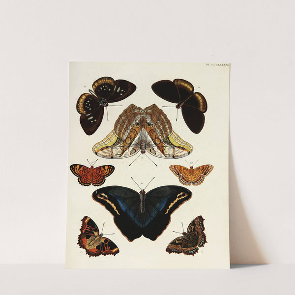 Foreign butterflies occurring in the three continents Asia, Africa and America Pl.194 (1779-1782) by Pieter Cramer