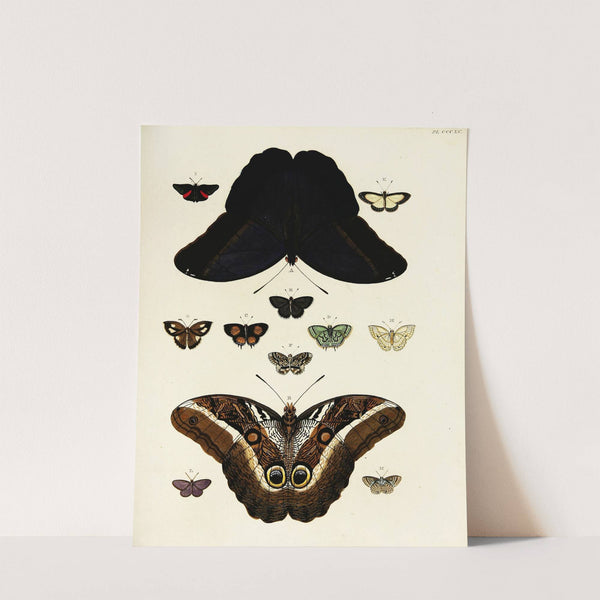 Foreign butterflies occurring in the three continents Asia, Africa and America Pl.195 (1779-1782) by Pieter Cramer