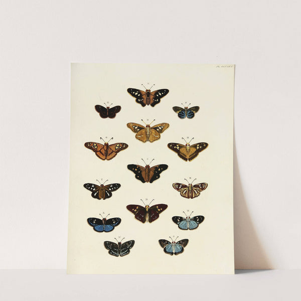 Foreign butterflies occurring in the three continents Asia, Africa and America Pl.197 (1779-1782) by Pieter Cramer