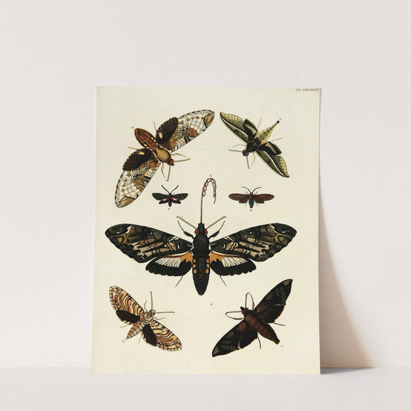 Foreign butterflies occurring in the three continents Asia, Africa and America Pl.199 (1779-1782) by Pieter Cramer