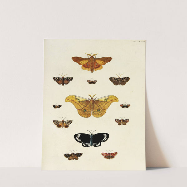 Foreign butterflies occurring in the three continents Asia, Africa and America Pl.201 (1779-1782) by Pieter Cramer