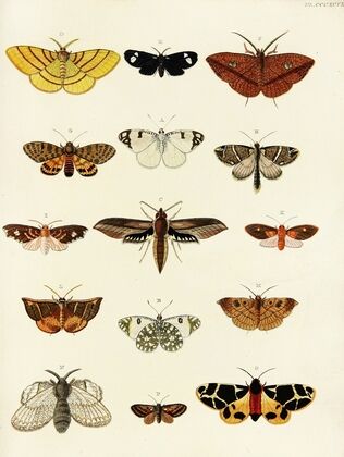 Foreign butterflies occurring in the three continents Asia, Africa and America Pl.202
