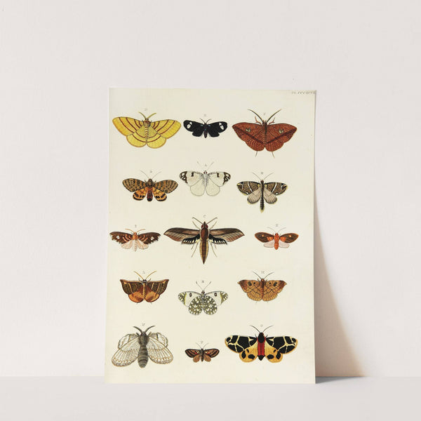 Foreign butterflies occurring in the three continents Asia, Africa and America Pl.202 (1779-1782) by Pieter Cramer