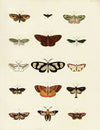 Foreign butterflies occurring in the three continents Asia, Africa and America Pl.205