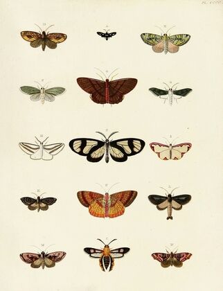 Foreign butterflies occurring in the three continents Asia, Africa and America Pl.205