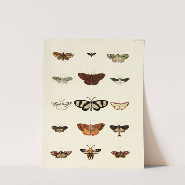 Foreign butterflies occurring in the three continents Asia, Africa and America Pl.205 (1779-1782) by Pieter Cramer