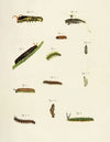 Foreign butterflies occurring in the three continents Asia, Africa and America Pl.206