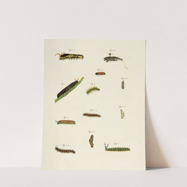 Foreign butterflies occurring in the three continents Asia, Africa and America Pl.206 (1779-1782) by Pieter Cramer