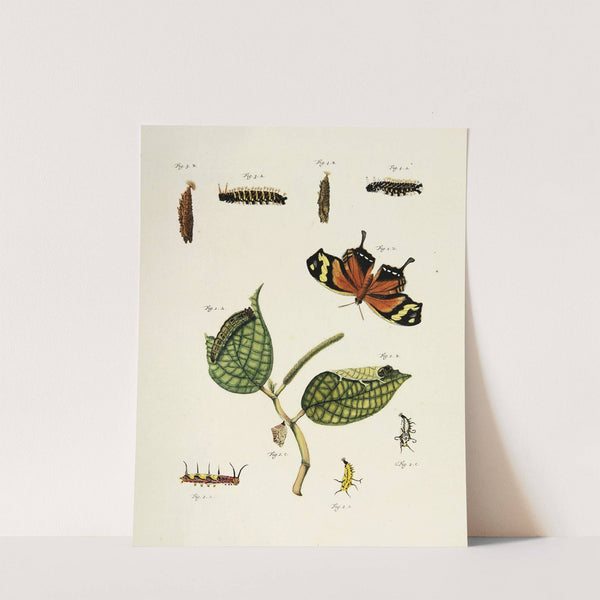 Foreign butterflies occurring in the three continents Asia, Africa and America Pl.207 (1779-1782) by Pieter Cramer