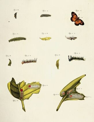 Foreign butterflies occurring in the three continents Asia, Africa and America Pl.209