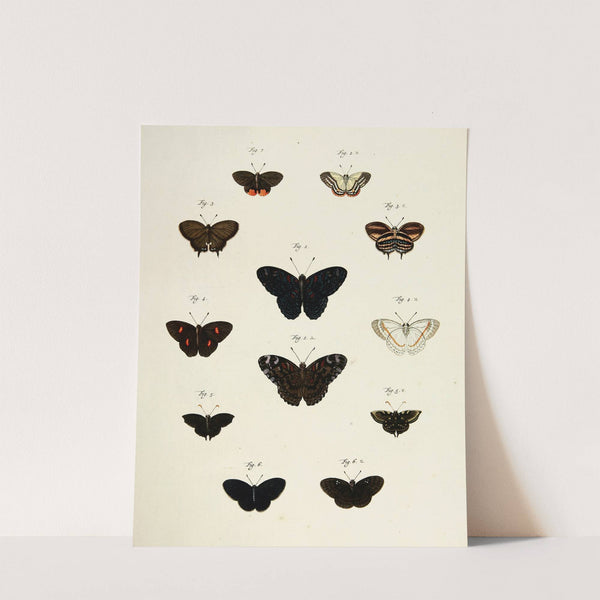 Foreign butterflies occurring in the three continents Asia, Africa and America Pl.210 (1779-1782) by Pieter Cramer