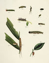 Foreign butterflies occurring in the three continents Asia, Africa and America Pl.211