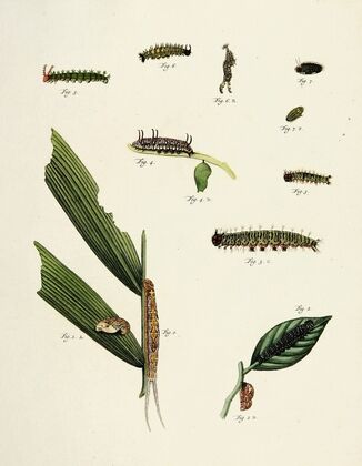 Foreign butterflies occurring in the three continents Asia, Africa and America Pl.211