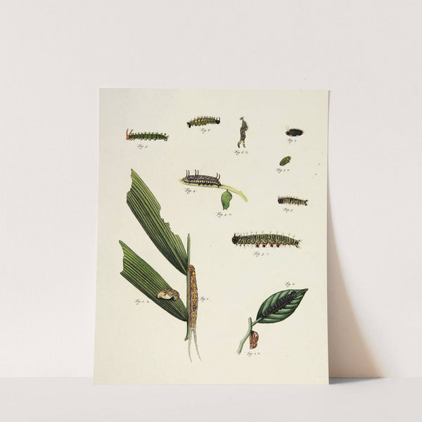 Foreign butterflies occurring in the three continents Asia, Africa and America Pl.211 (1779-1782) by Pieter Cramer