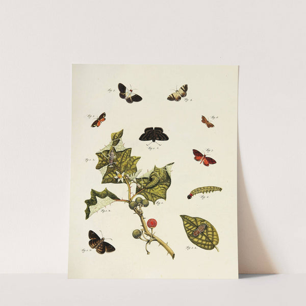 Foreign butterflies occurring in the three continents Asia, Africa and America Pl.213 (1779-1782) by Pieter Cramer