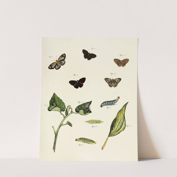 Foreign butterflies occurring in the three continents Asia, Africa and America Pl.214 (1779-1782) by Pieter Cramer