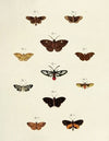 Foreign butterflies occurring in the three continents Asia, Africa and America Pl.217