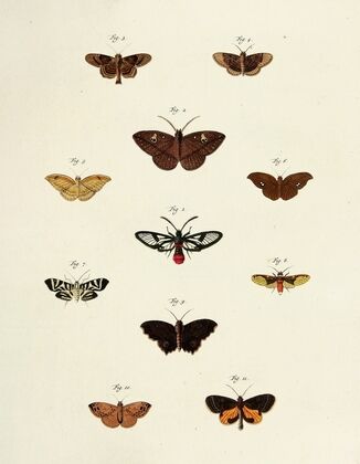 Foreign butterflies occurring in the three continents Asia, Africa and America Pl.217