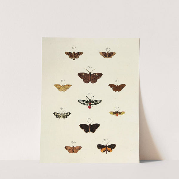 Foreign butterflies occurring in the three continents Asia, Africa and America Pl.217 (1779-1782) by Pieter Cramer