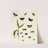 Foreign butterflies occurring in the three continents Asia, Africa and America Pl.218 (1779-1782) by Pieter Cramer