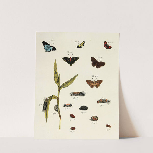Foreign butterflies occurring in the three continents Asia, Africa and America Pl.218 (1779-1782) by Pieter Cramer