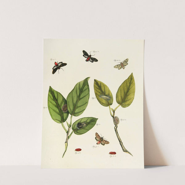 Foreign butterflies occurring in the three continents Asia, Africa and America Pl.219 (1779-1782) by Pieter Cramer