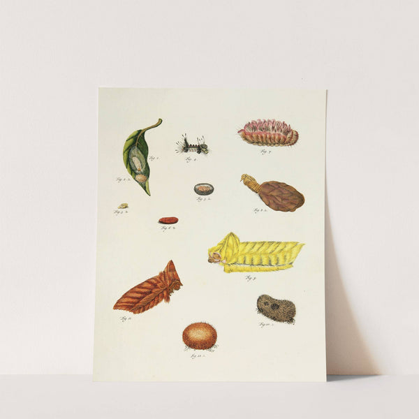 Foreign butterflies occurring in the three continents Asia, Africa and America Pl.220 (1779-1782) by Pieter Cramer