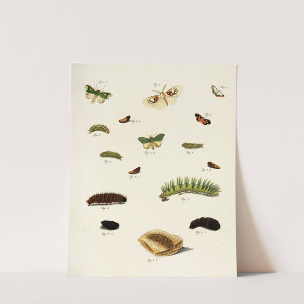 Foreign butterflies occurring in the three continents Asia, Africa and America Pl.221 (1779-1782) by Pieter Cramer