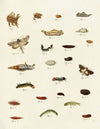 Foreign butterflies occurring in the three continents Asia, Africa and America Pl.223