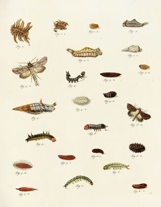 Foreign butterflies occurring in the three continents Asia, Africa and America Pl.223