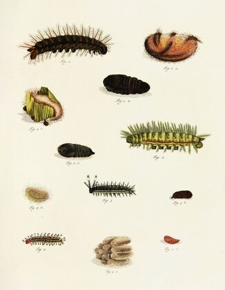 Foreign butterflies occurring in the three continents Asia, Africa and America Pl.225