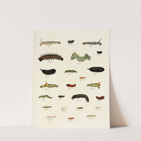 Foreign butterflies occurring in the three continents Asia, Africa and America Pl.227 (1779-1782) by Pieter Cramer