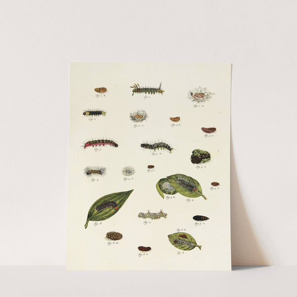 Foreign butterflies occurring in the three continents Asia, Africa and America Pl.228 (1779-1782) by Pieter Cramer