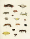 Foreign butterflies occurring in the three continents Asia, Africa and America Pl.229