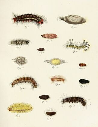 Foreign butterflies occurring in the three continents Asia, Africa and America Pl.229