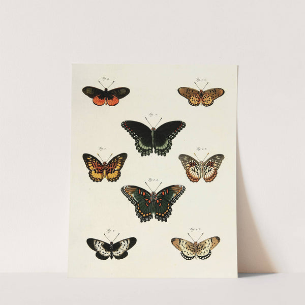 Foreign butterflies occurring in the three continents Asia, Africa and America Pl.230 (1779-1782) by Pieter Cramer