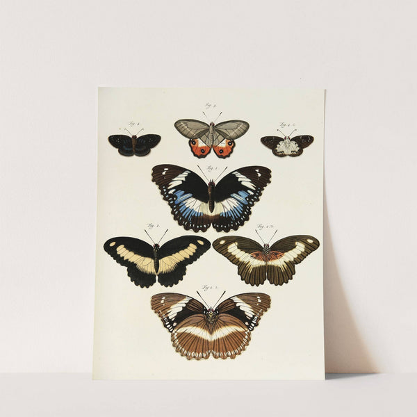 Foreign butterflies occurring in the three continents Asia, Africa and America Pl.231 (1779-1782) by Pieter Cramer