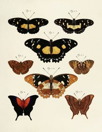 Foreign butterflies occurring in the three continents Asia, Africa and America Pl.234