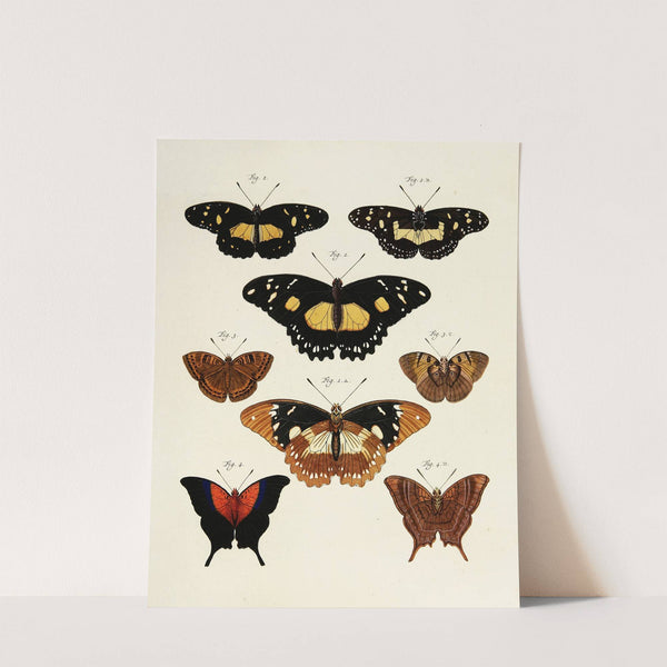 Foreign butterflies occurring in the three continents Asia, Africa and America Pl.234 (1779-1782) by Pieter Cramer