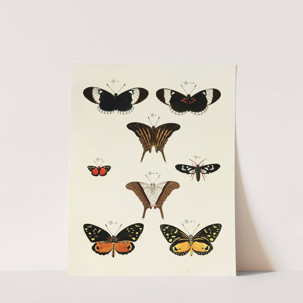 Foreign butterflies occurring in the three continents Asia, Africa and America Pl.235 (1779-1782) by Pieter Cramer