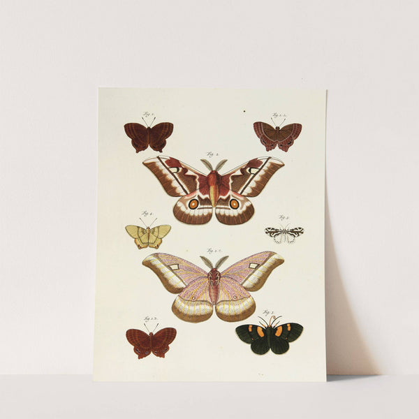 Foreign butterflies occurring in the three continents Asia, Africa and America Pl.236 (1779-1782) by Pieter Cramer