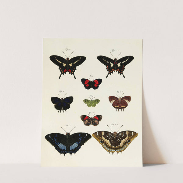 Foreign butterflies occurring in the three continents Asia, Africa and America Pl.237 (1779-1782) by Pieter Cramer