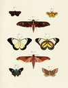 Foreign butterflies occurring in the three continents Asia, Africa and America Pl.240